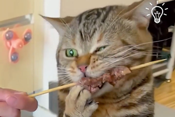 The Cat’s Eating ASMR