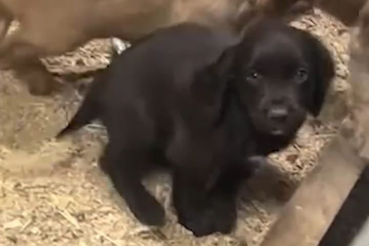 Chú Cún Đáng Yêu Được Chọn Nhờ Chính Khoảnh Khắc Này