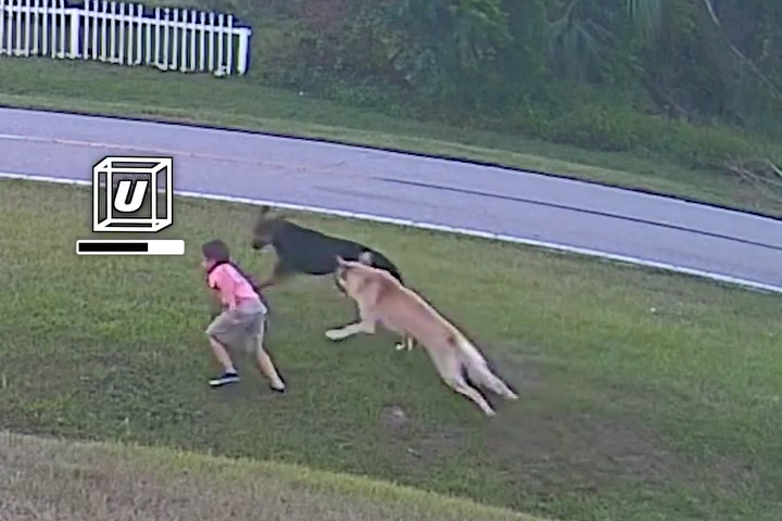 Chó Chăn Cừu Đức Bảo Vệ Cậu Bé Trước Cuộc Tấn Công Bất Ngờ