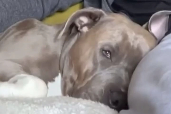 Chú Chó Buồn Ngủ Mở Mắt Dậy Ngay Khi Nghe Từ Yêu Thích