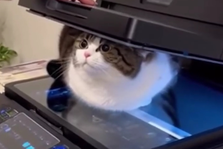 Ước Gì Tôi Cũng Làm Được Thế Này Với Thú Cưng