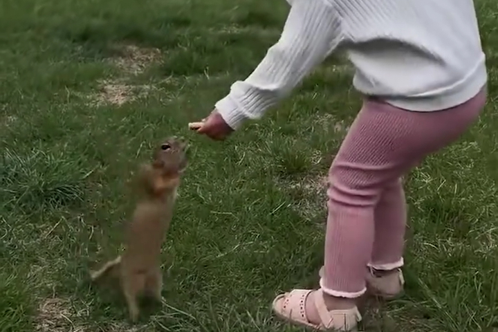 Cô Bé Chia Đồ Ăn Với Những Chú Cầy Thảo Nguyên