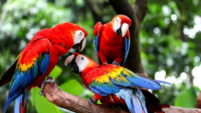 Từ vựng tiếng Anh về động vật chính xác nhất: Các loài chim