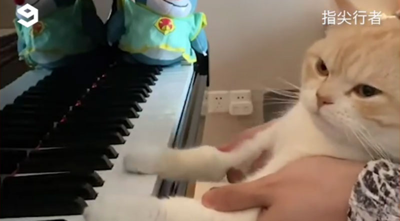 Nghệ Sĩ Piano Đại Tài Mui Mui