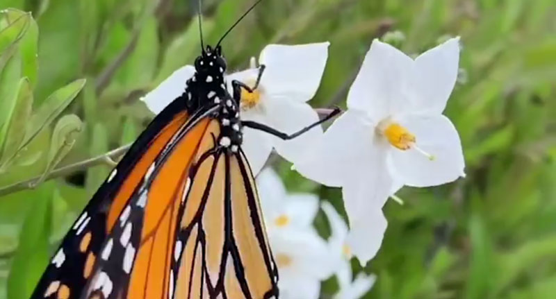 T S u B m Th nh B m B m Toomva