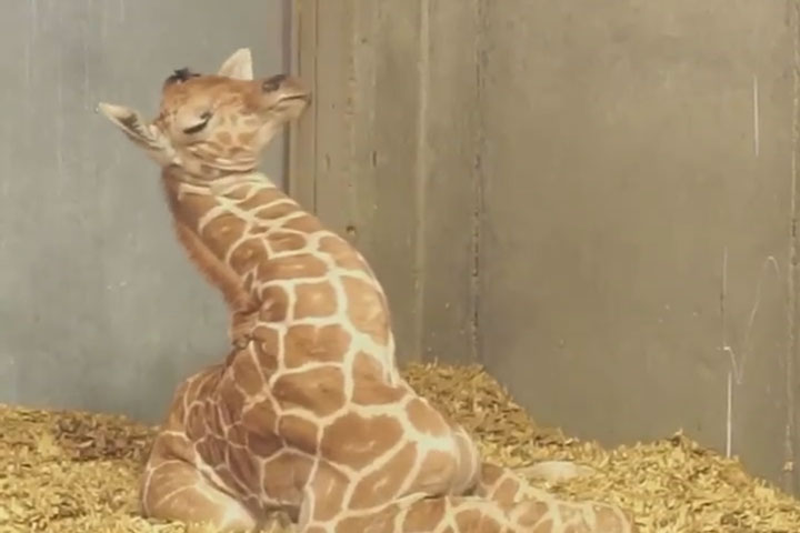 The Baby Giraffe Figuring Out What to Do with the Long Neck