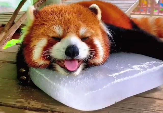 This Red Panda Clings on Ice in Summer