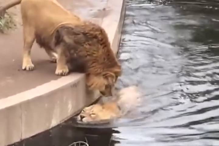 Lion Takes a Tumble