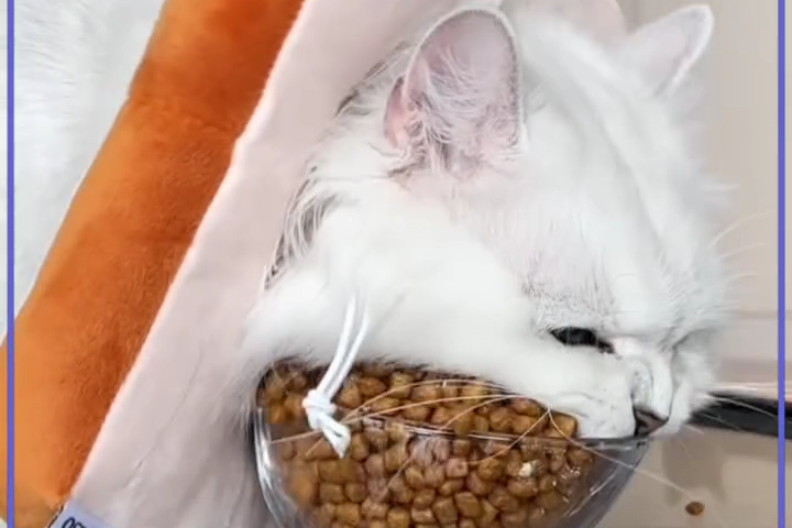 Mèo Pipi Ăn Tham
