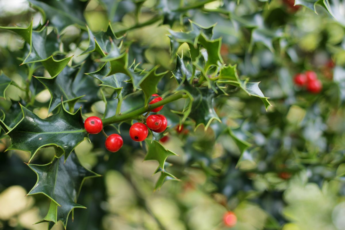 Mistletoe