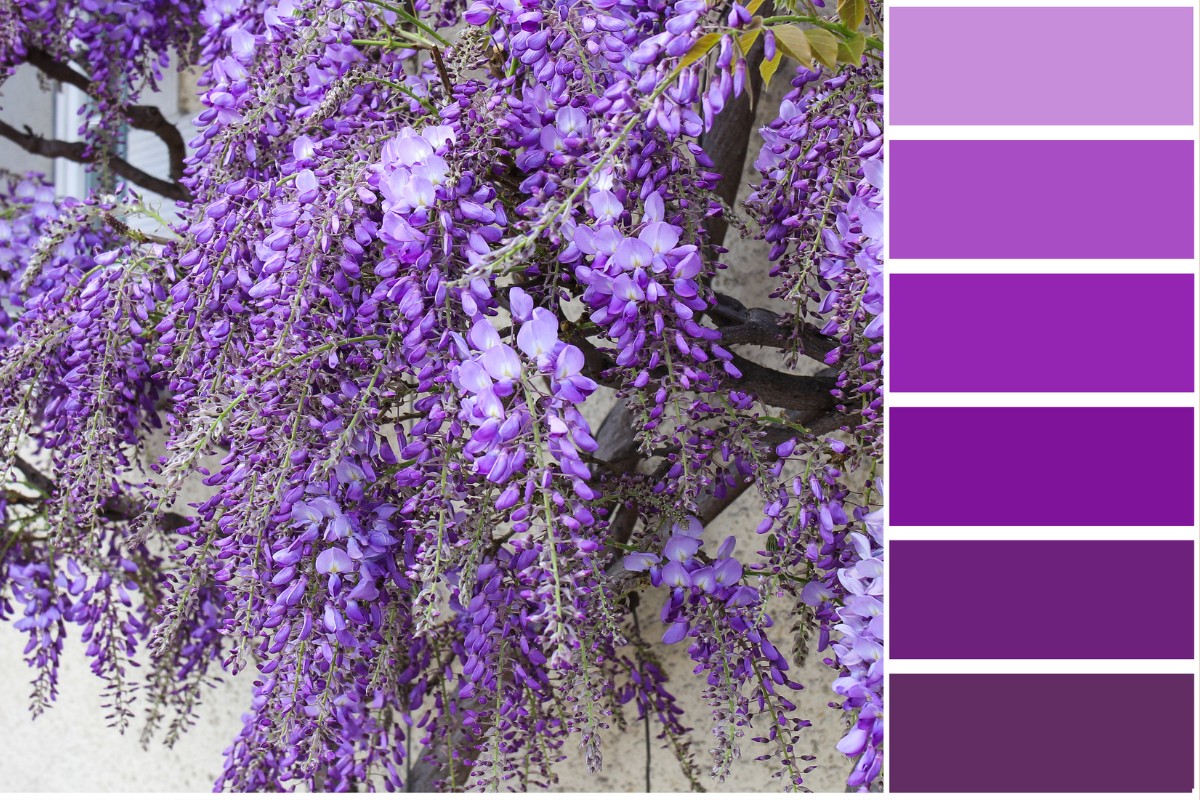 Purple color palette