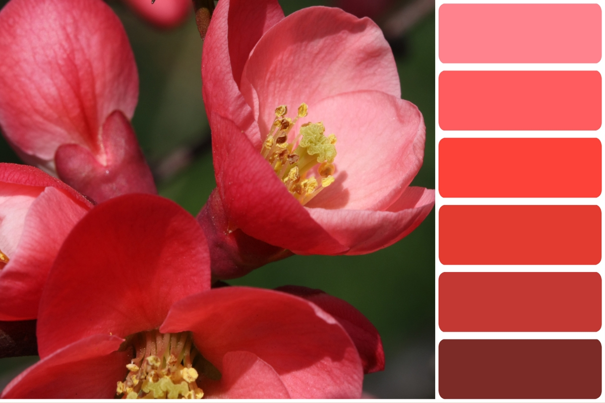 Red color palette