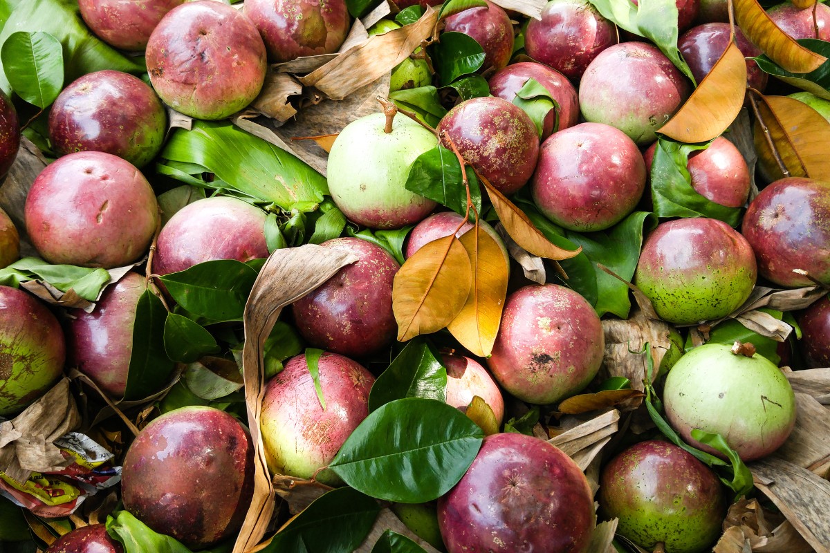 Quả vú sữa
