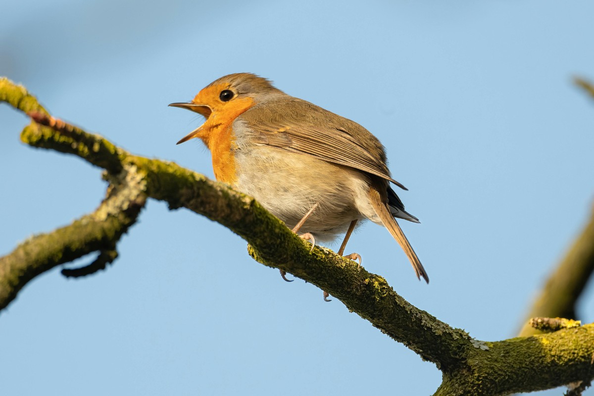 Chirp