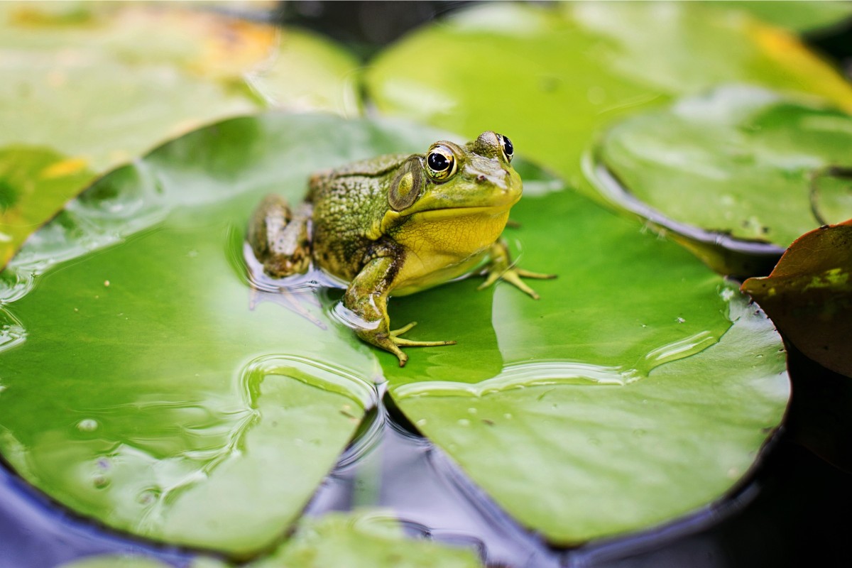 Croak