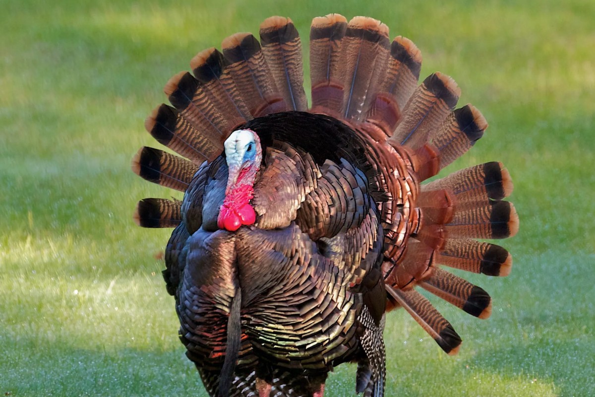 Gobble