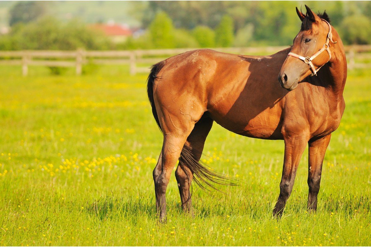 Neigh