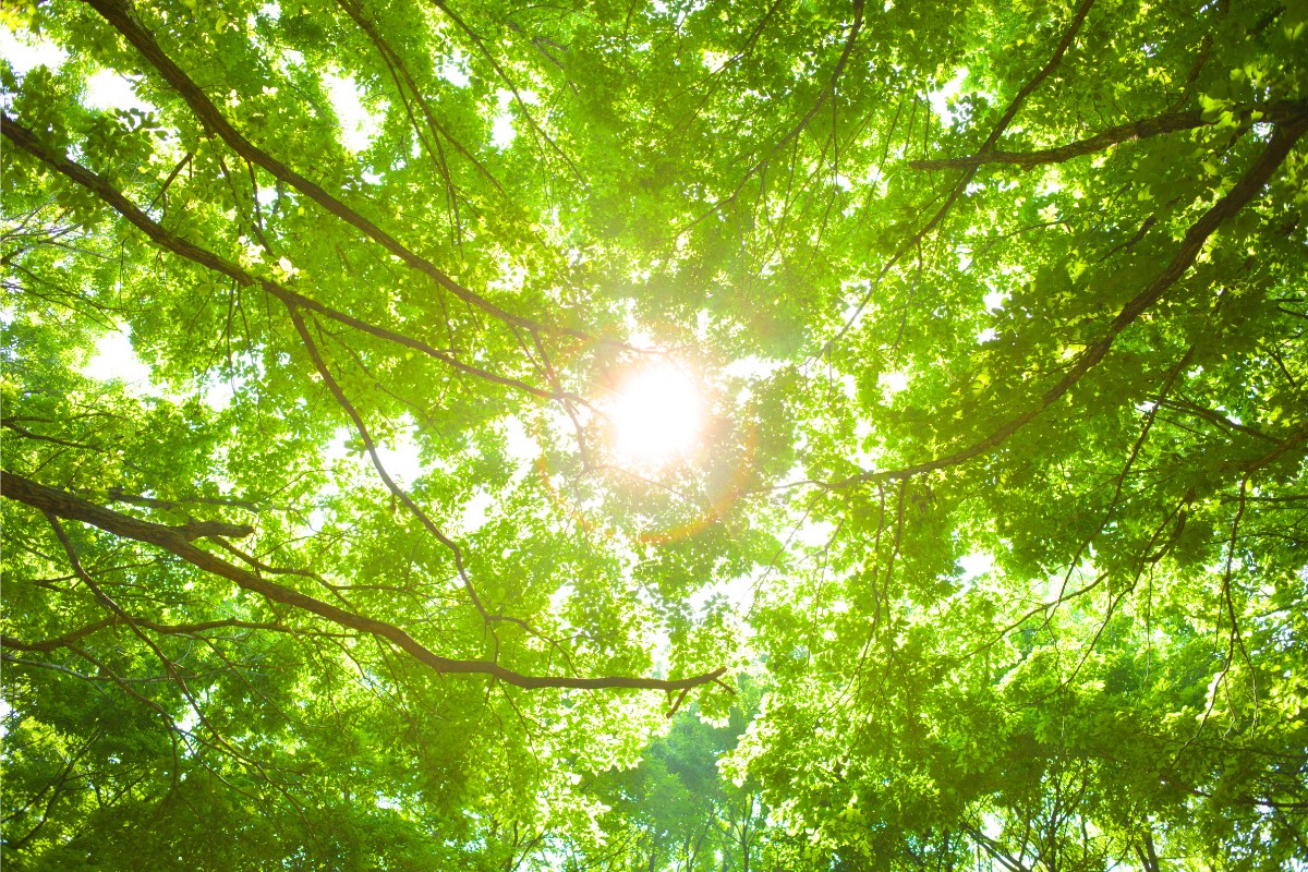 A ray of sunshine