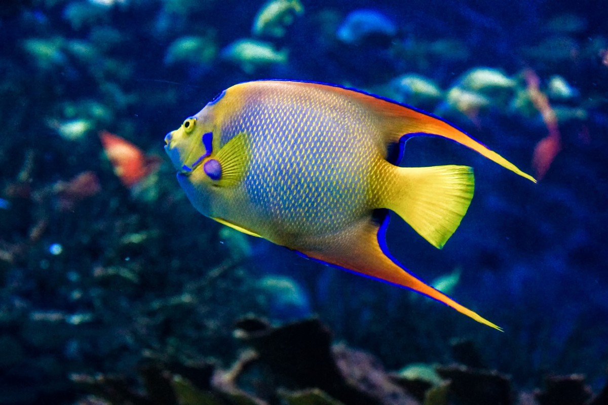 Angelfish