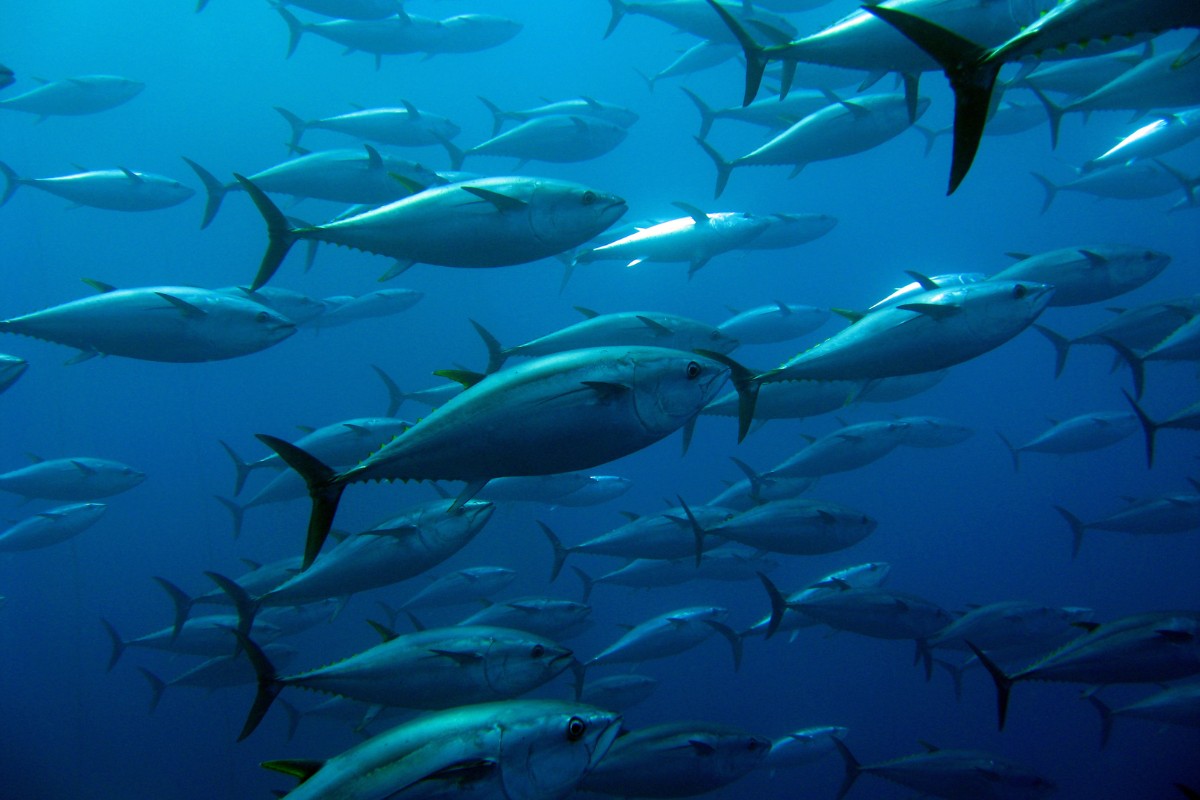 Tuna