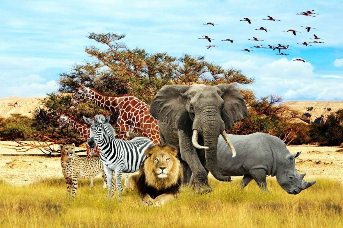 Carnivores and Herbivores