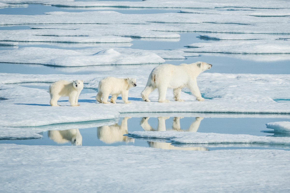 Polar bear