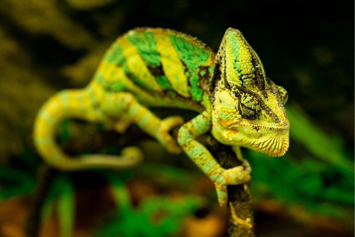 Reptiles