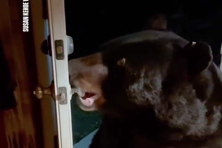 Chú Gấu Biết Đóng Cửa