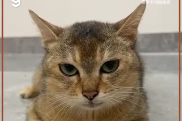 Chú Mèo Có Nụ Cười Của Nàng Mona Lisa