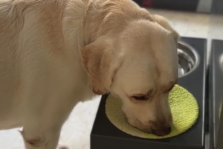 Chú Chó Biết "Lau Miệng"  Sau Khi Uống Nước