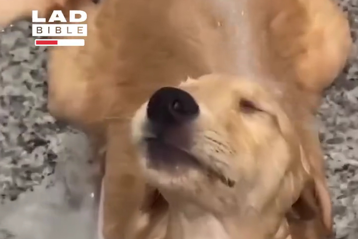 Chú Cún Golden Retriever Mê Tắm