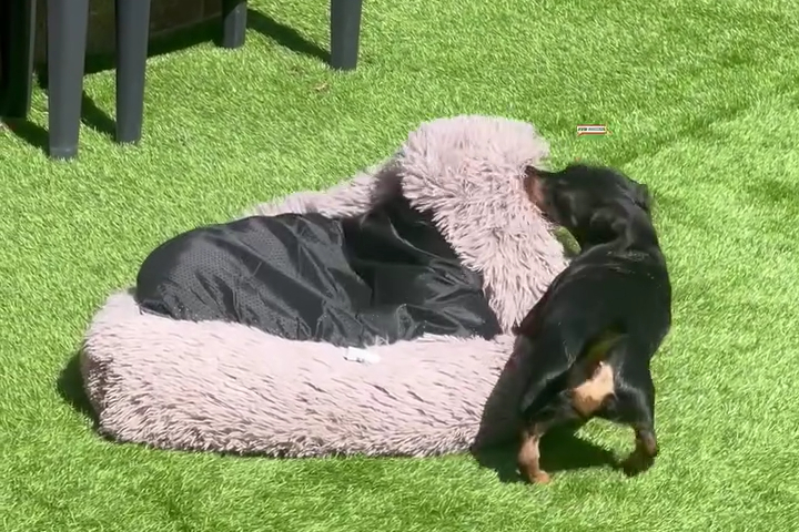 Chú Chó Lạp Xưởng Mini Kéo Giường Của Mình Ra Phơi Nắng
