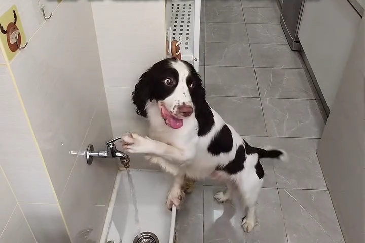 Chú Chó Thông Minh Tự Rửa Chân Trong Bồn