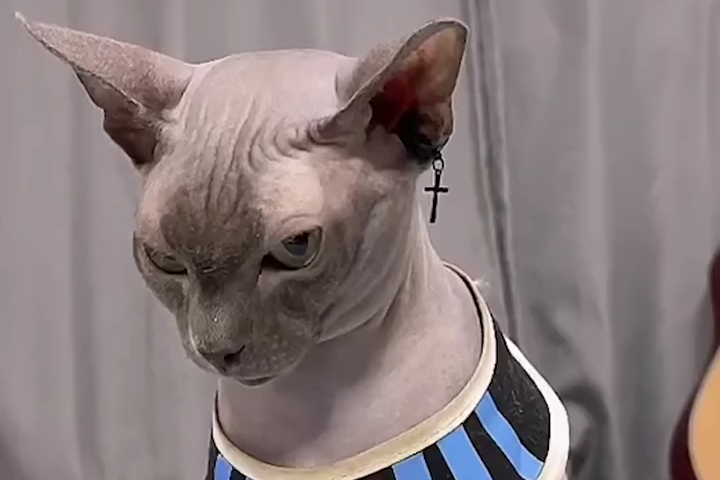 Mèo Không Lông Giống Beerus Trong Bảy Viên Ngọc Rồng