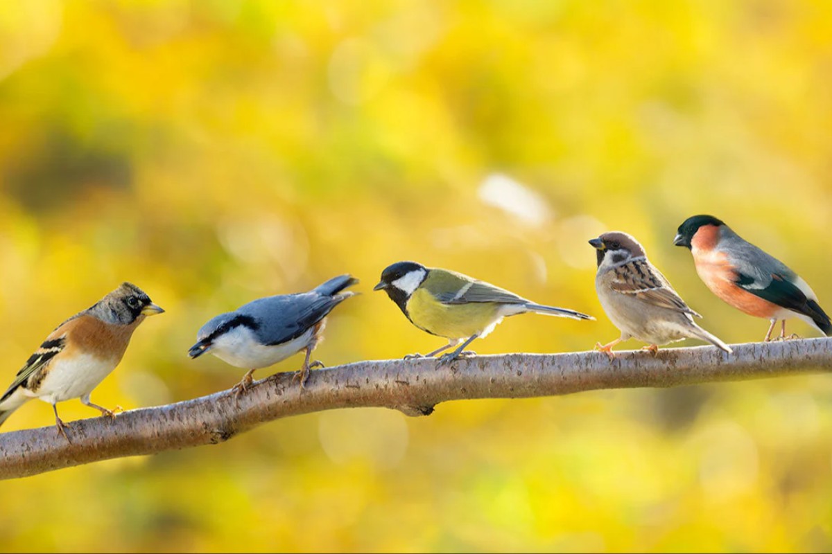 Tên gọi các loài chim trong Tiếng Anh