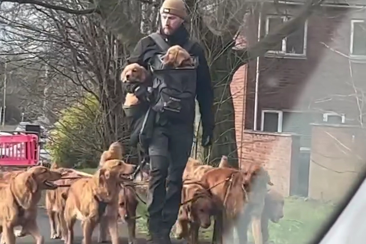 Anh Chàng Thong Thả Dắt Cả Đàn Golden Retriever Đi Dạo