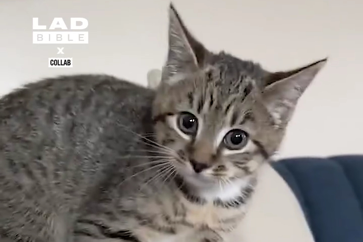 Em Mèo Kêu Gâu Gâu