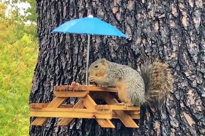 Làm Bàn Dã Ngoại Mini Cho Sóc