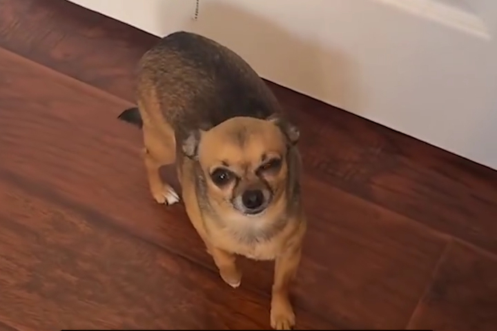 Chú Chó Giả Bị Thương Để Mẹ Không Đi Làm