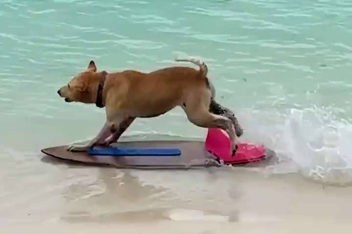 Chú Chó Lướt Sóng Trên Bãi Biển