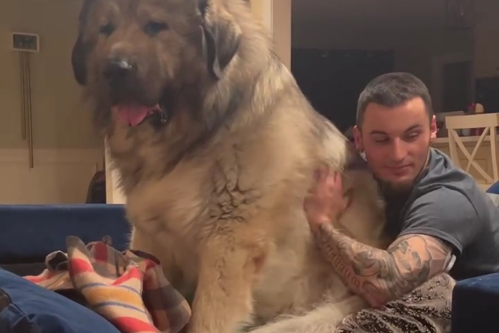 Chú Chó Khổng Lồ