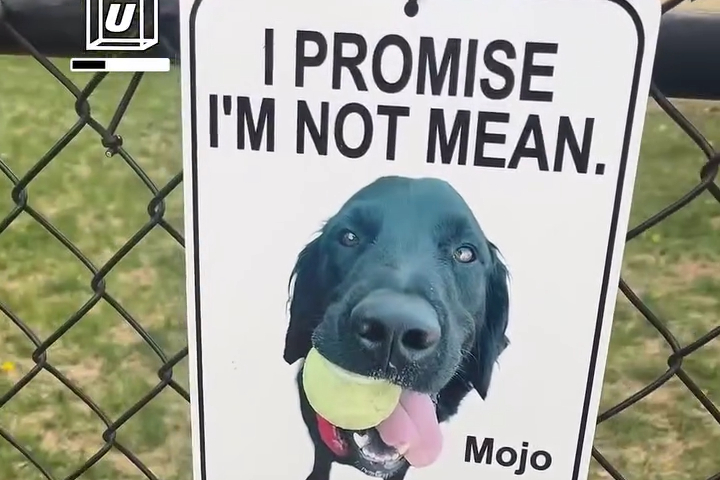 Kế Hoạch Thiên Tài Của Hội Chó Hàng Xóm Để Kết Bạn Mới