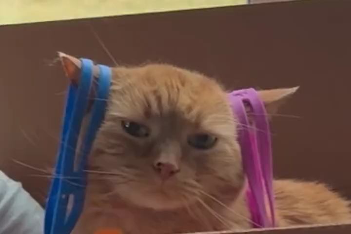 Mèo Cam Siêu Kiên Nhẫn