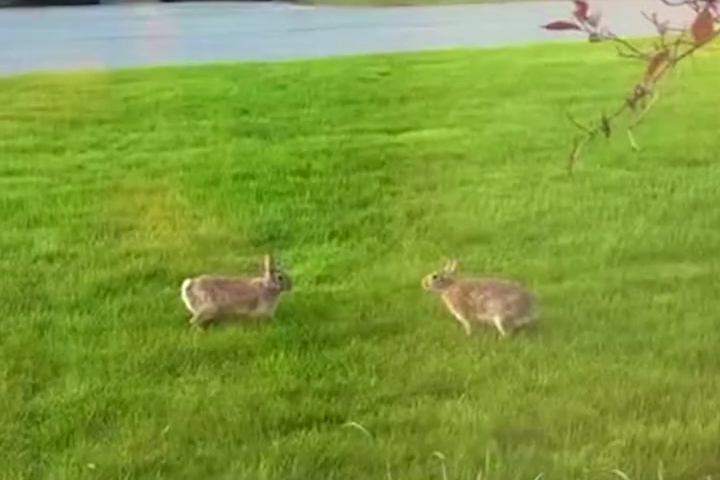 Khi Bọn Thỏ Kết Bạn Mới