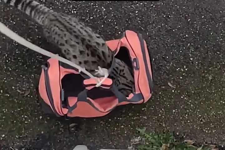 Thang Máy Riêng Của Mèo