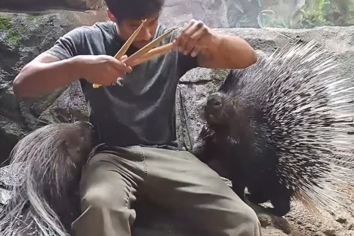 Cho Nhím Khổng Lồ Ăn