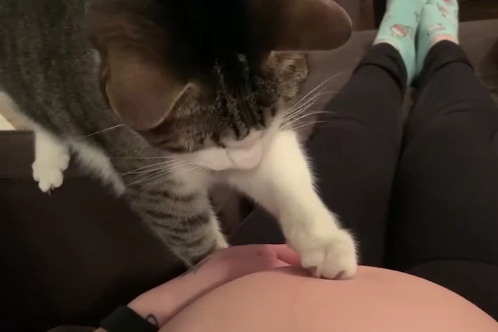 Khoảnh Khắc Mèo Nhà Tôi Nhận Ra Tôi Mang Thai