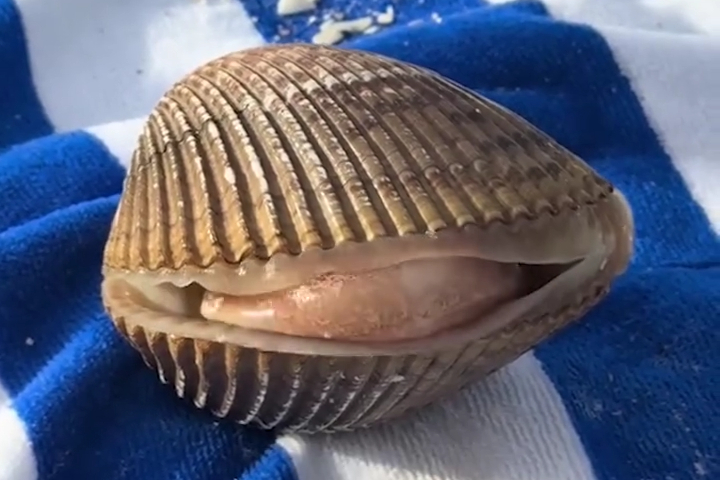 Khi Chú Sò Của Bạn Cũng Có “Ý Chí Riêng”