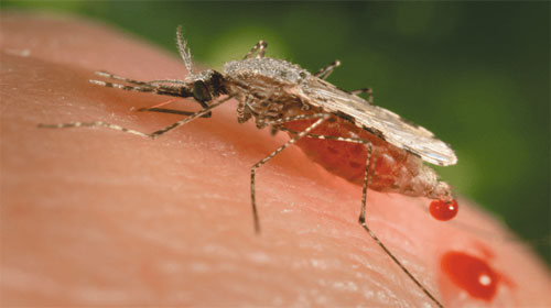 9 loài côn trùng gây khó chịu nhất - 9 Most Annoying Insects
