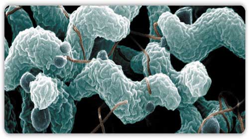 nhiễm vi khuẩn campylobacter - Campylobacter infections
